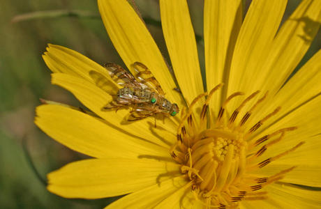 Bocksbart-Bohrfliege (Orellia falcata) - © Emanuel Trummer